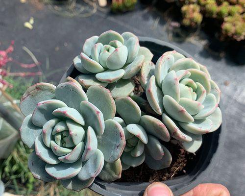 香草云南植物有哪些品种？云南有哪些值得推荐的香草植物？