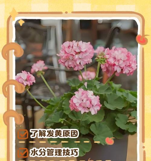 怎么把天竺葵养黑亮起来？如何让天竺葵的叶子更加黑亮？