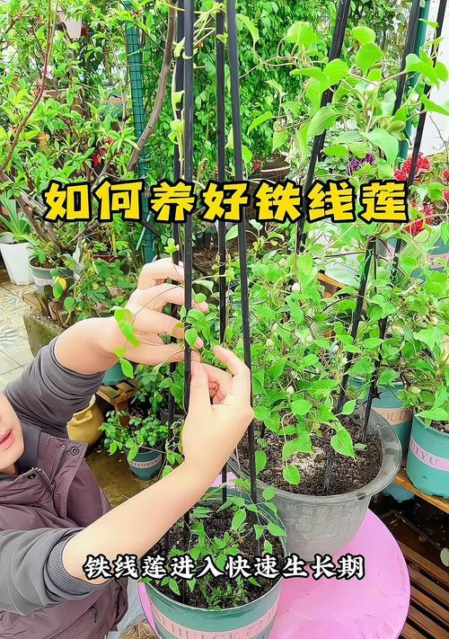 铁线莲小盆苗的正确种植步骤有哪些？