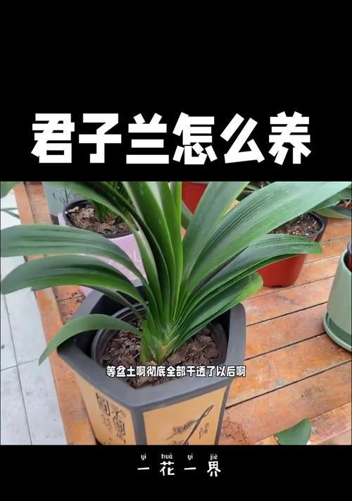 君子兰栽好后如何正确浇水？