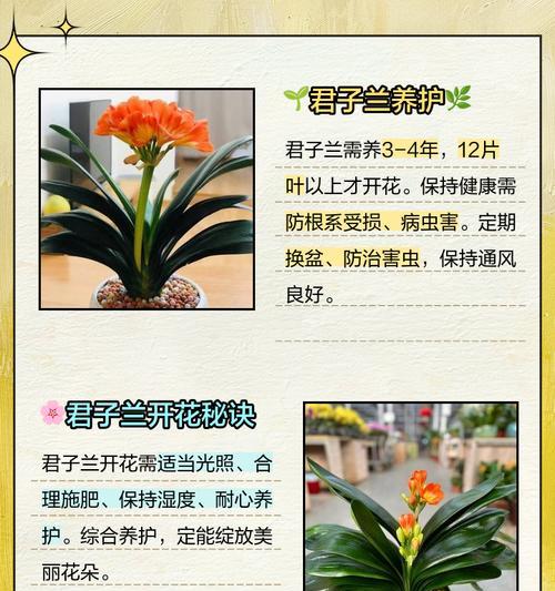 如何让君子兰开花？有哪些促进开花的技巧？