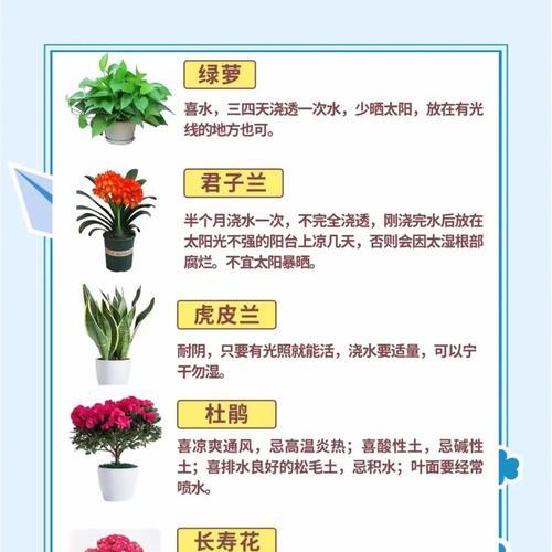 如何让君子兰开花？有哪些促进开花的技巧？