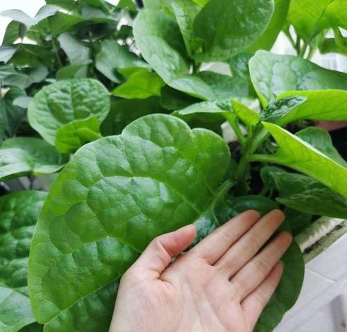 木耳菜叶子发黄蔫了怎么办？如何恢复其健康？