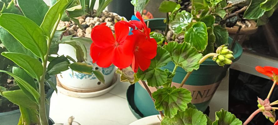 天竺葵植株矮小的解决方法是什么？
