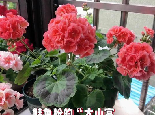 天竺葵植株矮小的解决方法是什么？