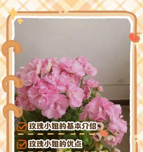 天竺葵植株矮小的解决方法是什么？