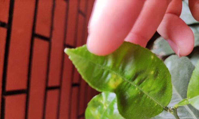客厅绿植底部小叶子发黄怎么回事？如何处理？