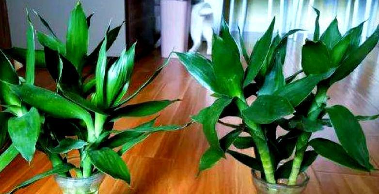 客厅绿植底部小叶子发黄怎么回事？如何处理？