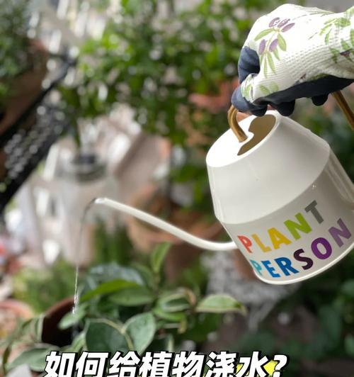 猫爪草的最佳浇水方法是什么？