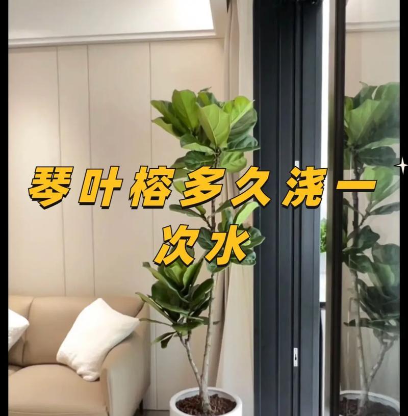 猫爪草的最佳浇水方法是什么？