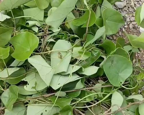 木本植物烂茎变软怎么办？有哪些处理方法？