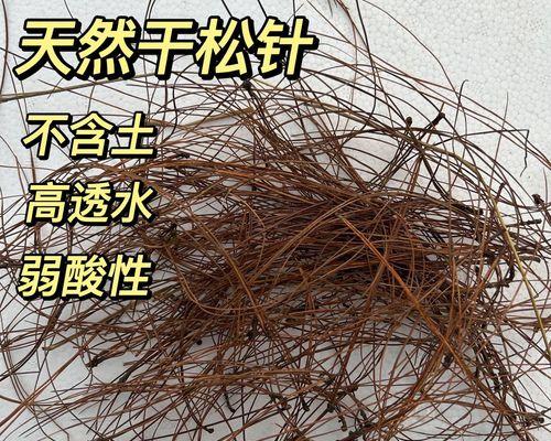 种君子兰用的是什么松针？君子兰栽培中使用的松针有何特殊要求？
