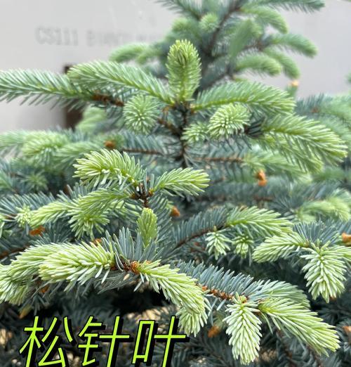 种君子兰用的是什么松针？君子兰栽培中使用的松针有何特殊要求？