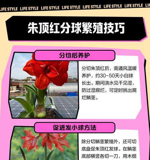 朱顶红种球需要什么肥料？如何正确施肥促进朱顶红生长？
