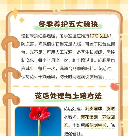 朱顶红种球需要什么肥料？如何正确施肥促进朱顶红生长？