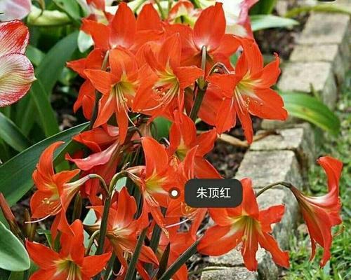 朱顶红种球需要什么肥料？如何正确施肥促进朱顶红生长？