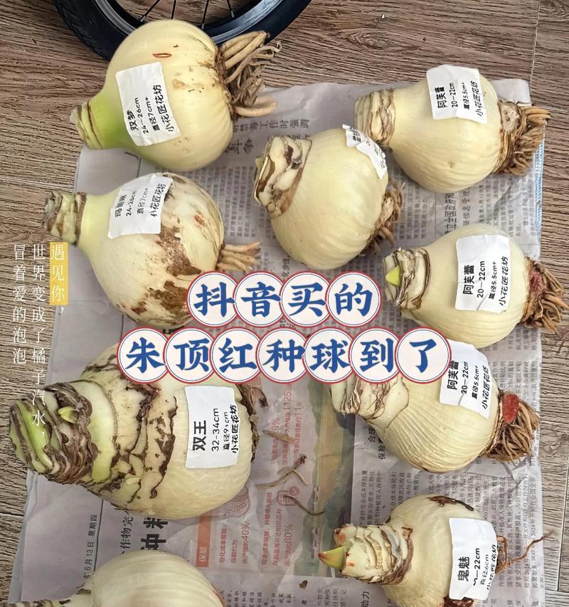 哈弗雷朱顶红哪种颜色最吸引人？朱顶红颜色选择指南？
