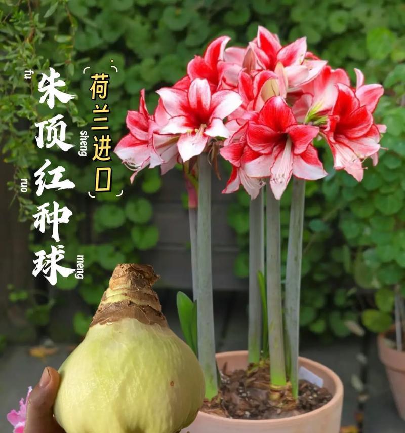 哈弗雷朱顶红哪种颜色最吸引人？朱顶红颜色选择指南？