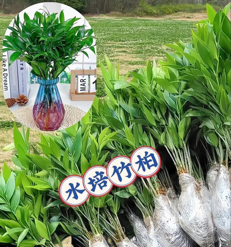 盆景水培盆栽的养护方法是什么？
