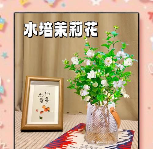 盆景水培盆栽的养护方法是什么？