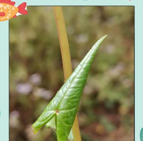枝条仅剩的木本植物如何促发新芽？