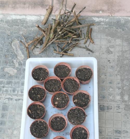 枝条仅剩的木本植物如何促发新芽？