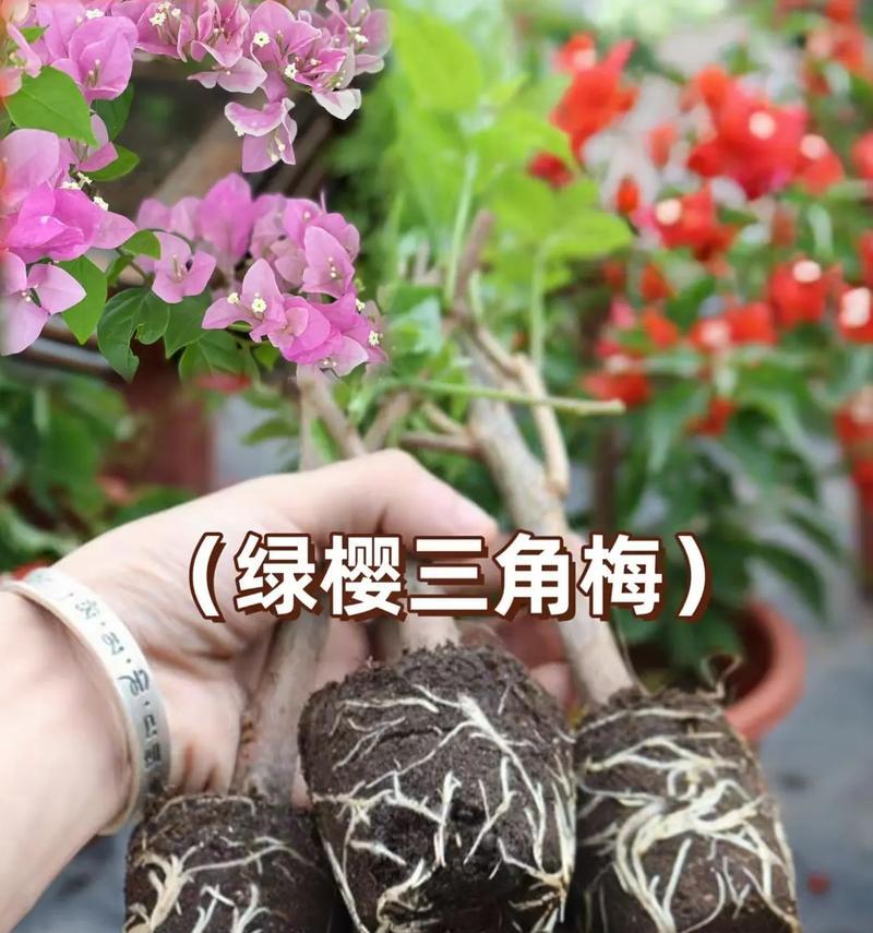 三角梅合种的美观方法是什么？