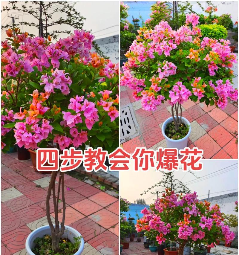 三角梅合种的美观方法是什么？