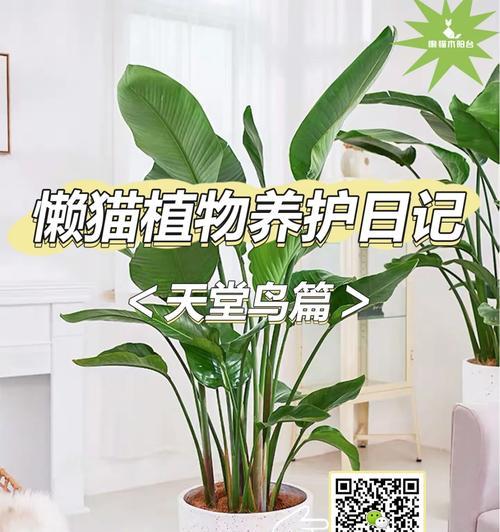 山水盆景仙鹤的养护方法是什么？