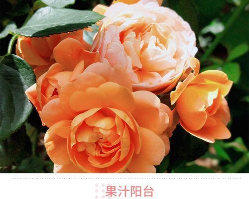 三加仑月季花养殖技巧有哪些？