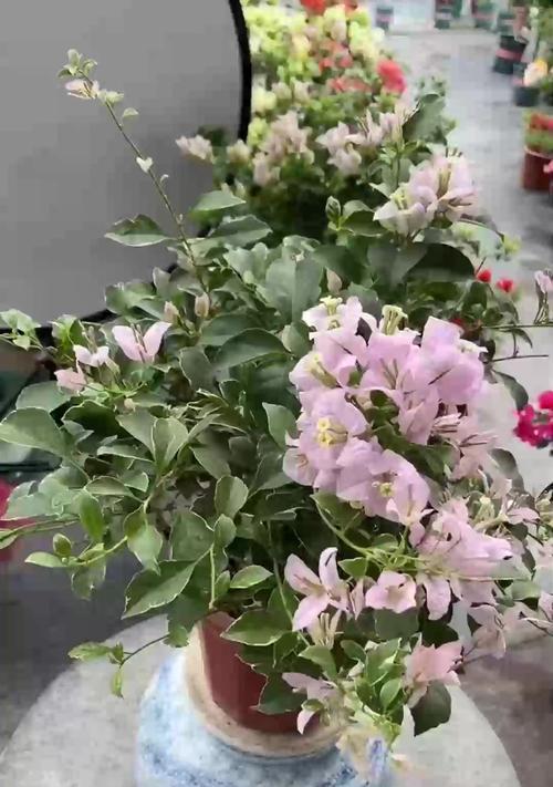 三加仑月季花养殖技巧有哪些？