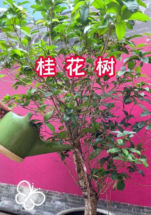 移栽桂花树叶子发黄怎么办？移栽后护理的正确方法是什么？