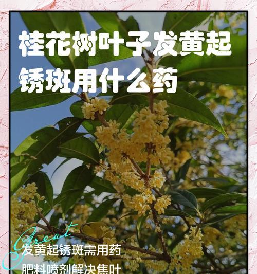 移栽桂花树叶子发黄怎么办？移栽后护理的正确方法是什么？