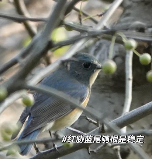 白鸟的栽培技术有哪些？如何正确栽培白鸟？