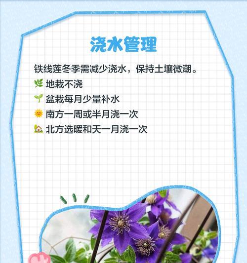 夏季铁线莲冉空的养护要点是什么？