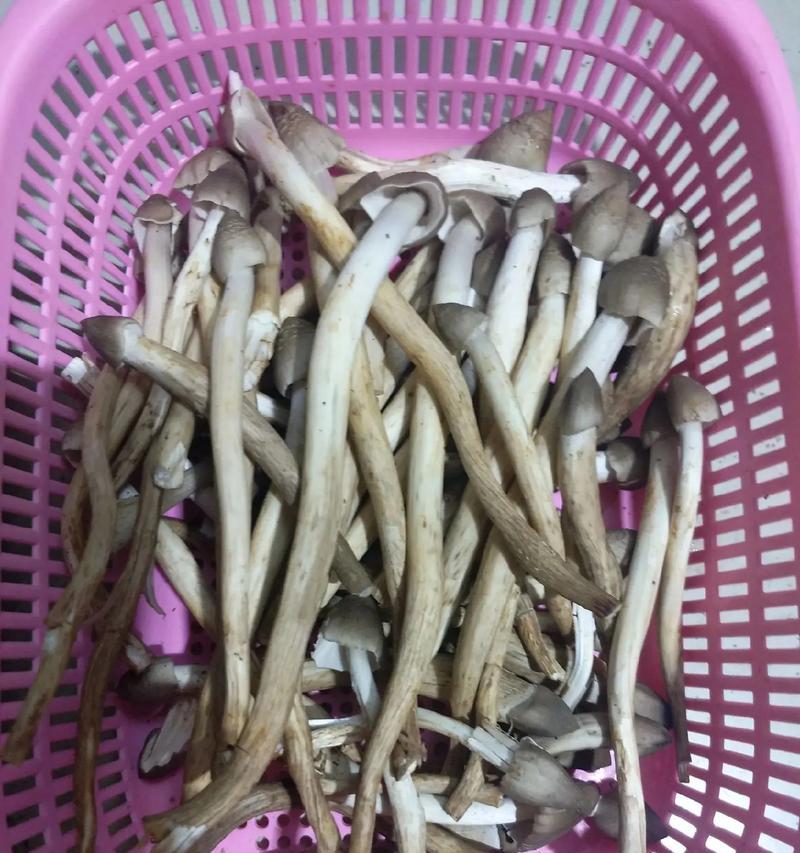 禾杆菌栽培技术的步骤是什么？