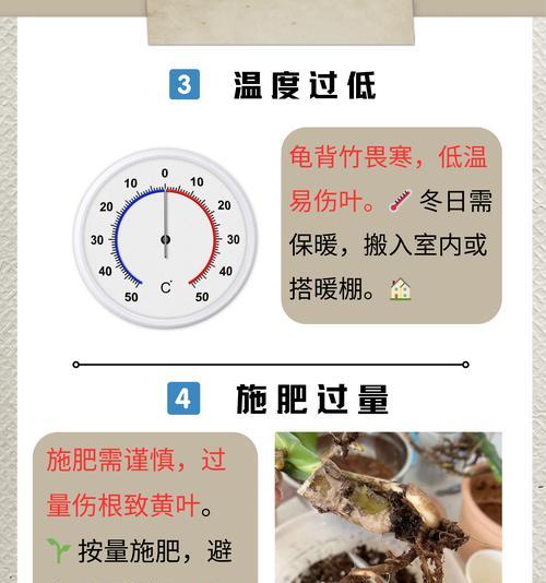 植物叶子发黄干枯的原因及解决方法？