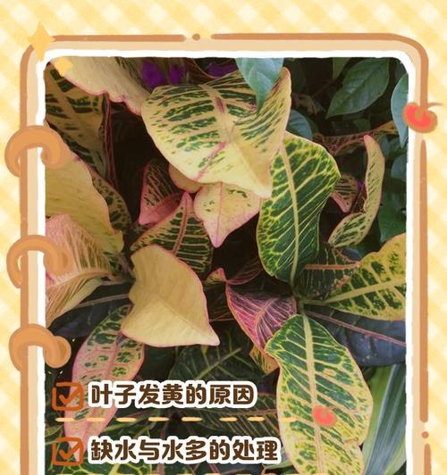 植物叶子发黄干枯的原因及解决方法？