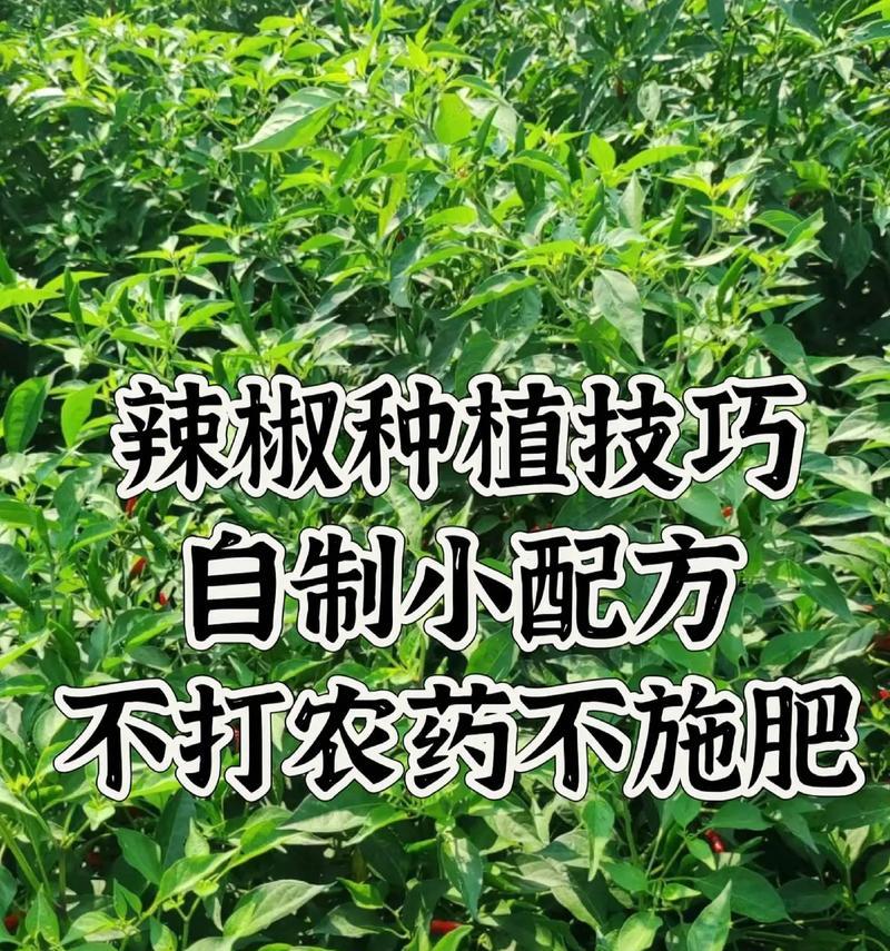 干碱面肥料自制方法是什么？如何制作有效的干碱面肥料？