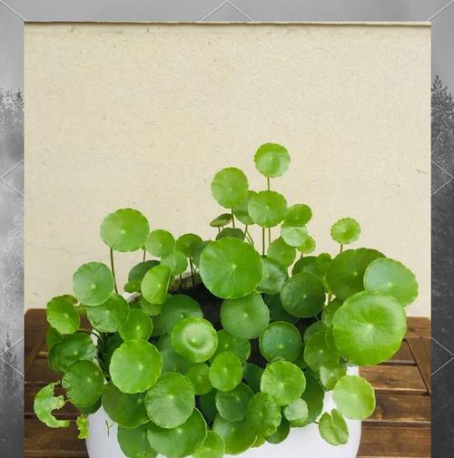春夏秋冬阳台养什么花最旺财？如何选择旺财植物？