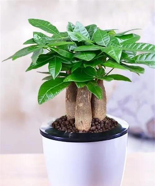 春夏秋冬阳台养什么花最旺财？如何选择旺财植物？