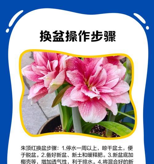 自制朱顶红土壤肥料的方法是什么？