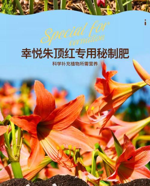 自制朱顶红土壤肥料的方法是什么？