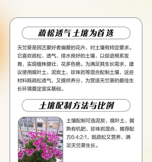 天竺葵如何种植才能开花结果？