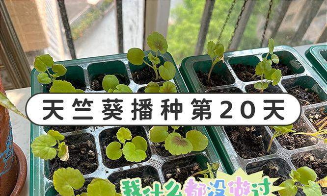 天竺葵如何种植才能开花结果？