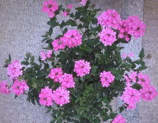 初春时节阳台适合种植哪些花卉？