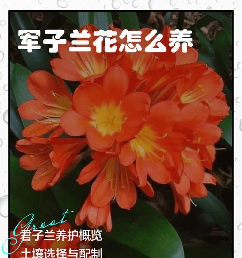 君子兰小白瓶的正确养护方法是什么？