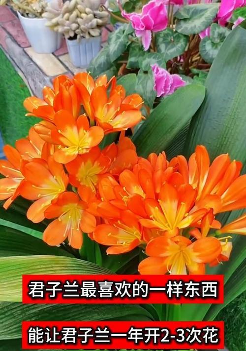 君子兰小白瓶的正确养护方法是什么？