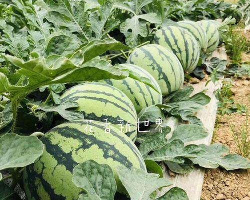 西瓜是原生植物嘛为什么？西瓜的起源和特性是什么？