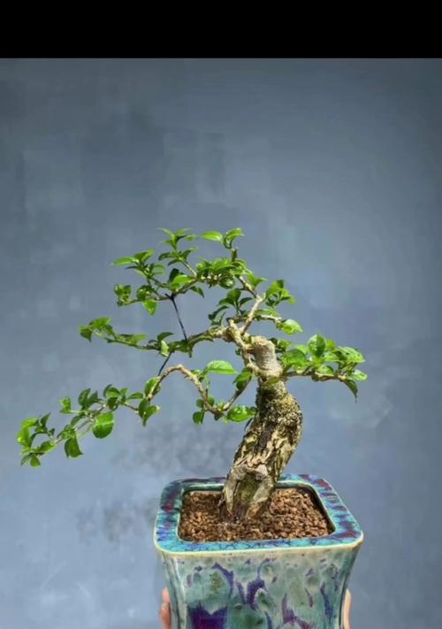 三角梅矮霸盆景的制作技巧有哪些？
